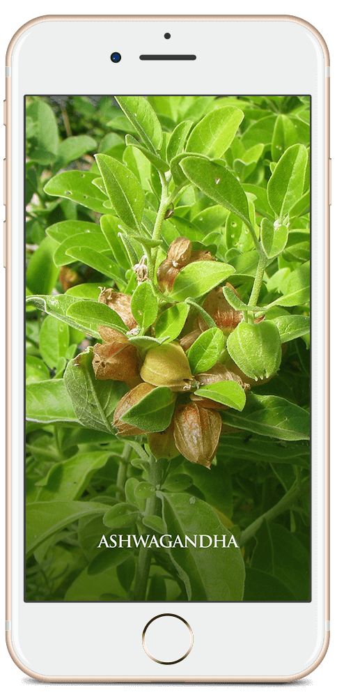 Ashwagandha package overview