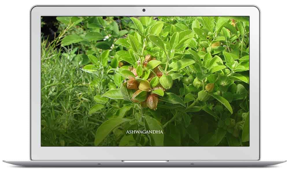 Ashwagandha Quantum Energy App mandala