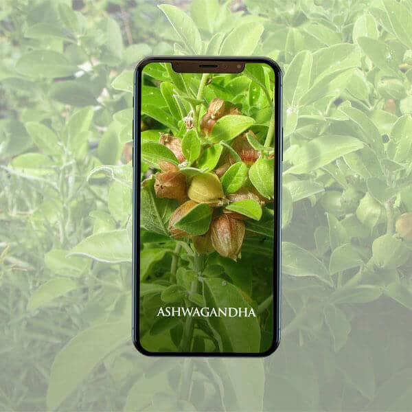 Ashwagandha app on iPhone
