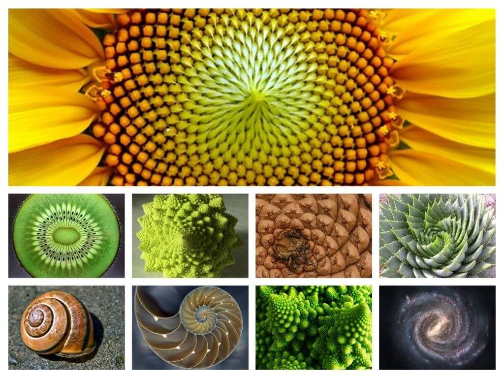Fibonacci sequence in nature