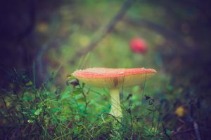 magic mushrooms and meditation